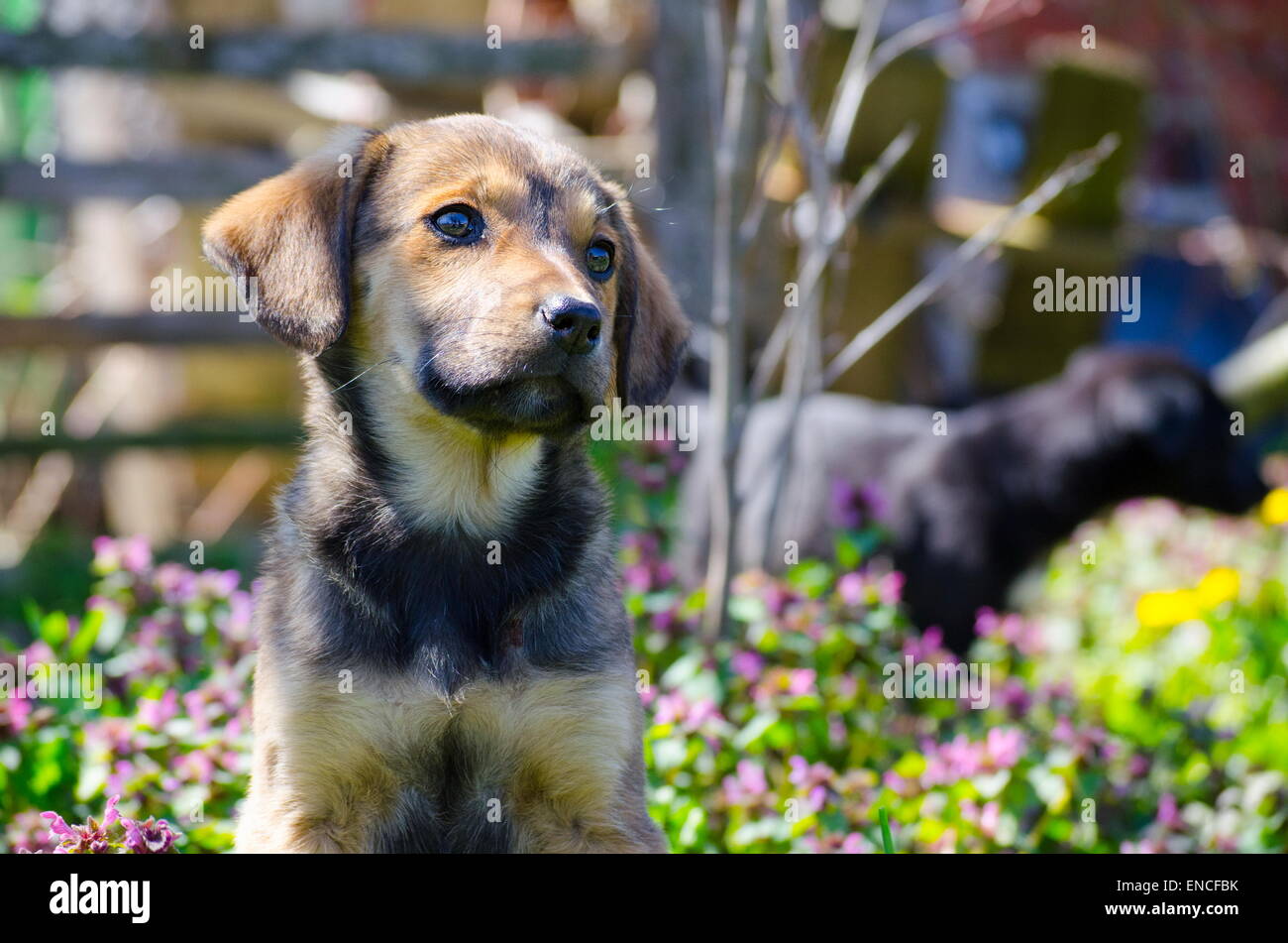 Mix breed puppy among the grass leaves and colorful field flowers Stock Photo