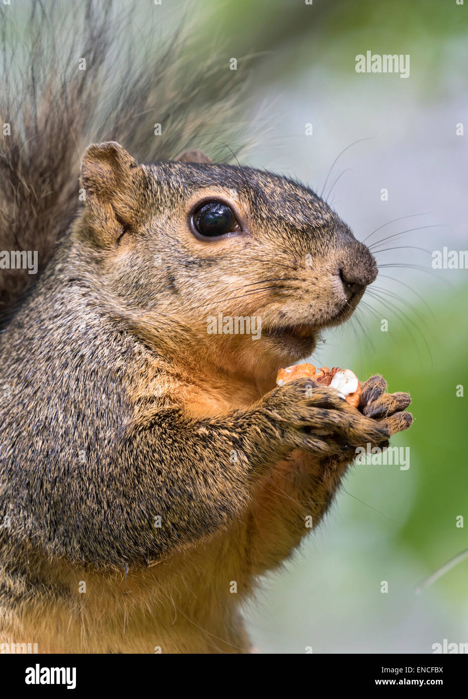 Fox squirrel (Sciurus niger) eating a pecan, Brazos Bend state park