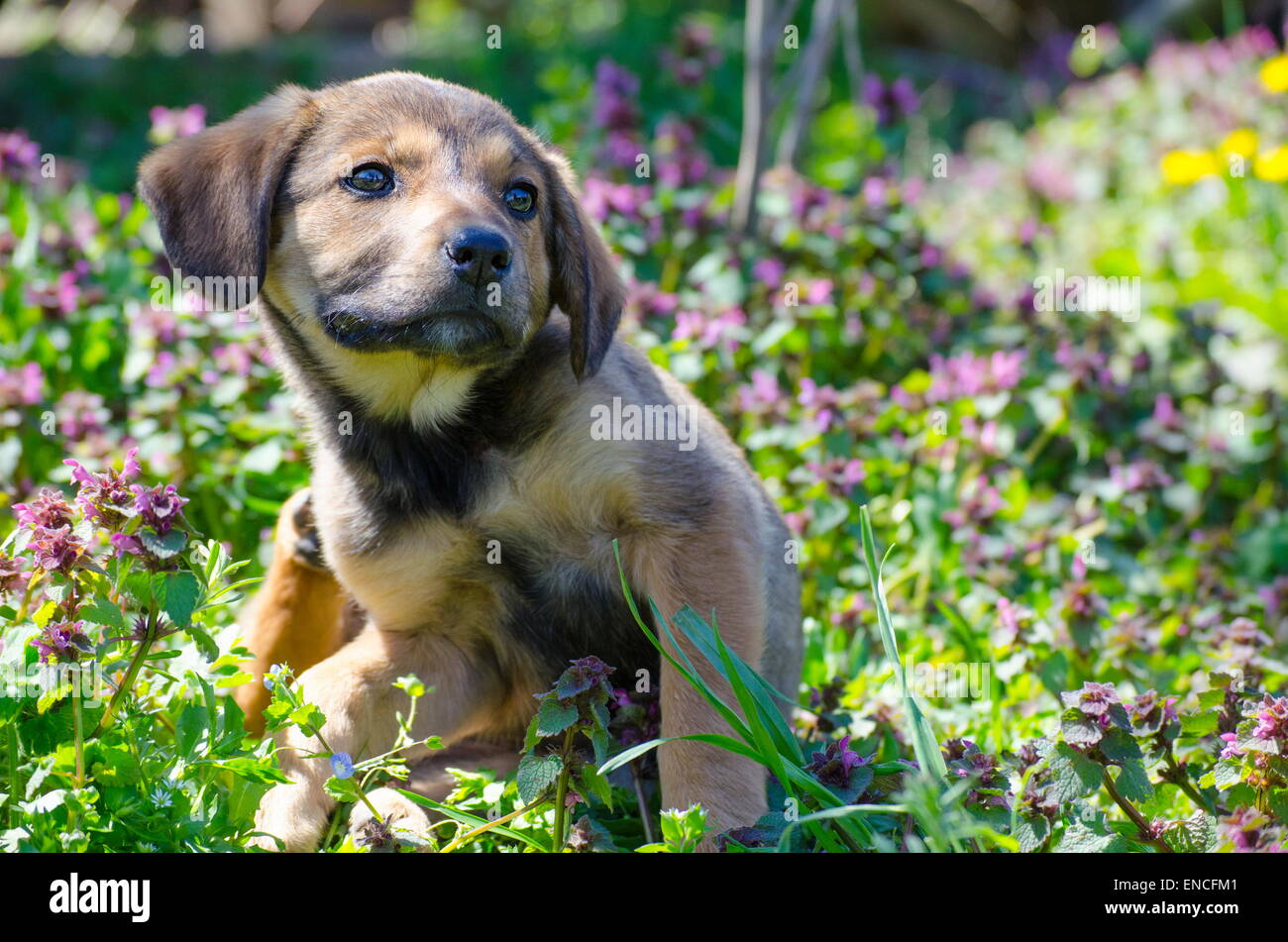 Mix breed puppy among the grass leaves and colorful field flowers Stock Photo