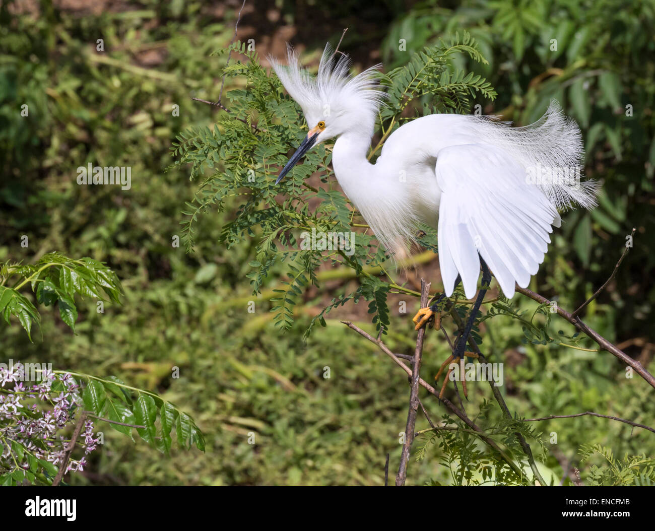 Snowy egret (Egretta thula) in breeding plumage, High Island, Texas, USA. Stock Photo
