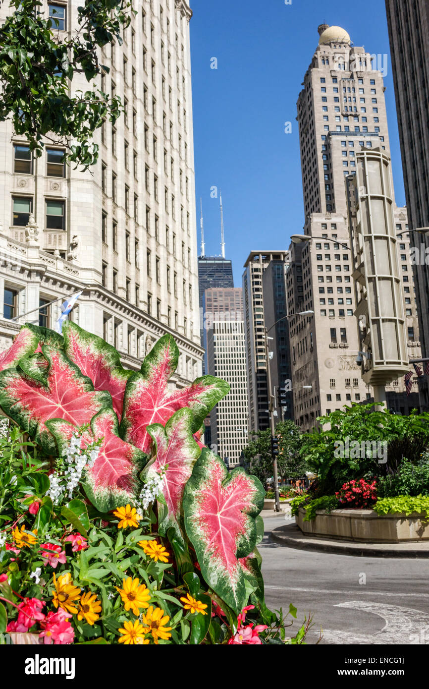 Chicago Illinois,Lower Michigan Avenue,skyline,skyscraper,architecture Wrigley building,historic office building,Wrigley Plaza,view,InterContinental C Stock Photo