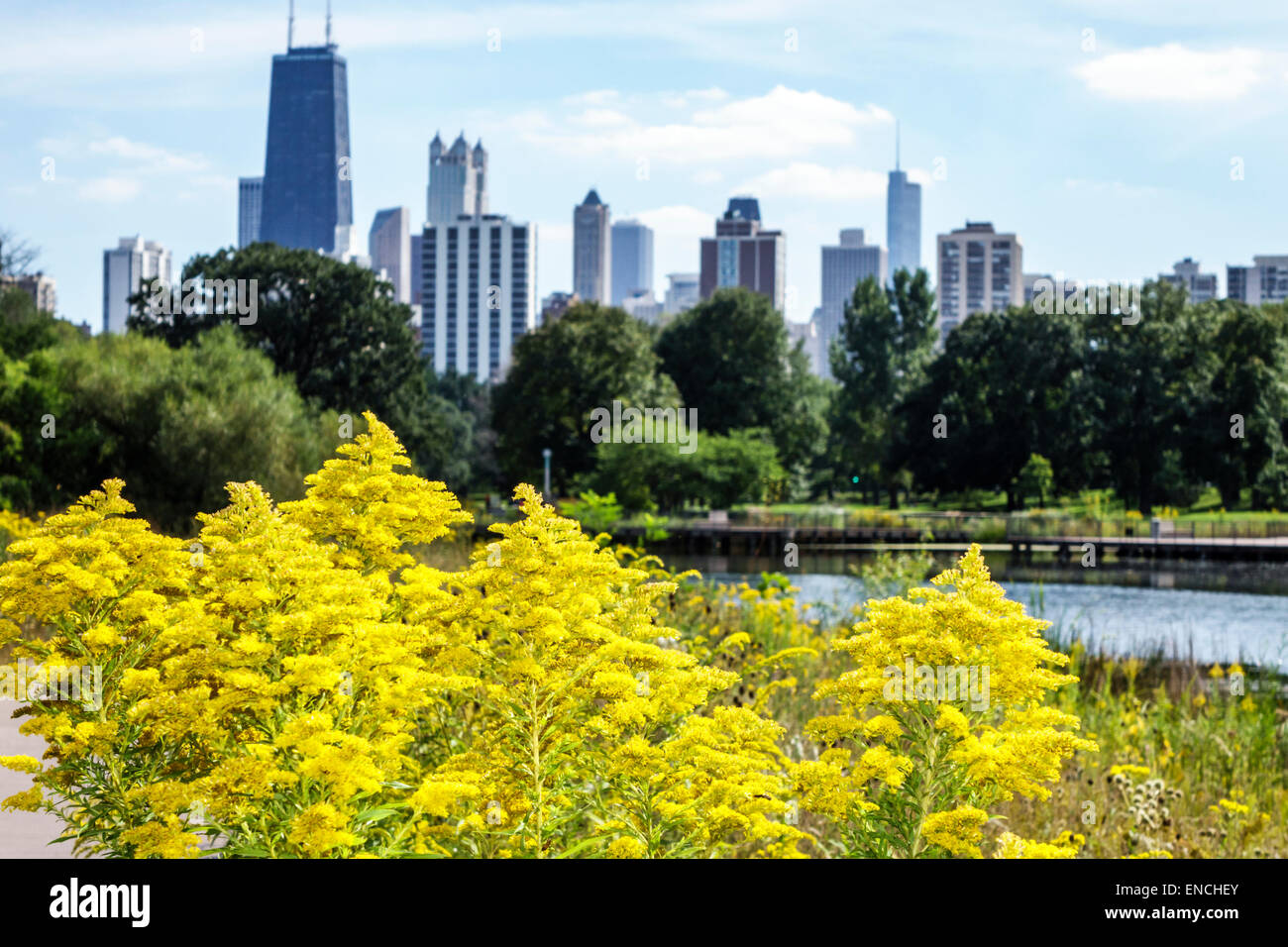 Chicago Illinois,North Side,Lincoln Park,Lincoln Park Zoo,public park,Nature Boardwalk,ecosystem,native plants,prairie,tallgrass,wild flowers,yellow g Stock Photo