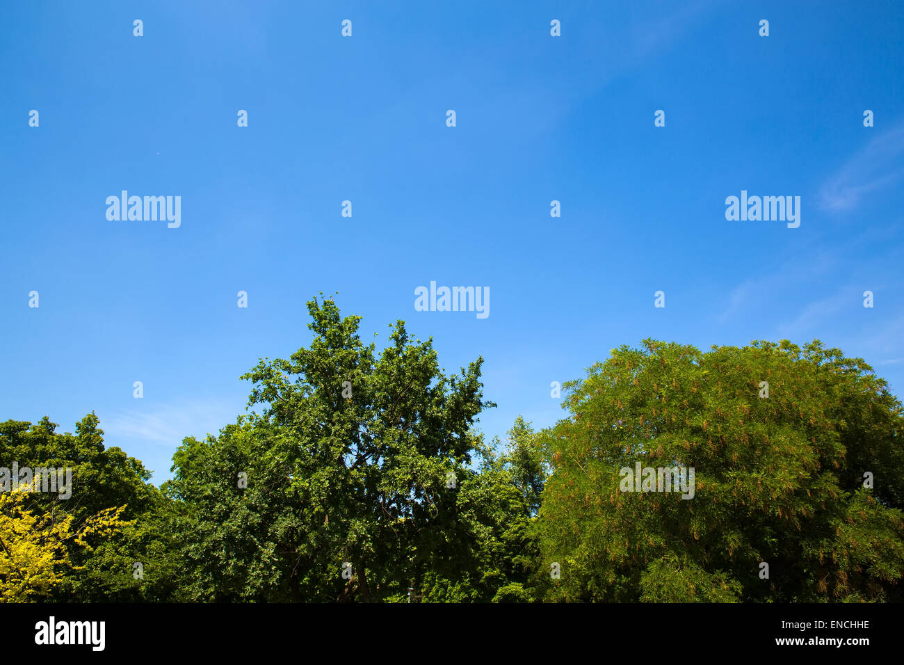 Trees of a forest against the blue sky Stock Photo - Alamy