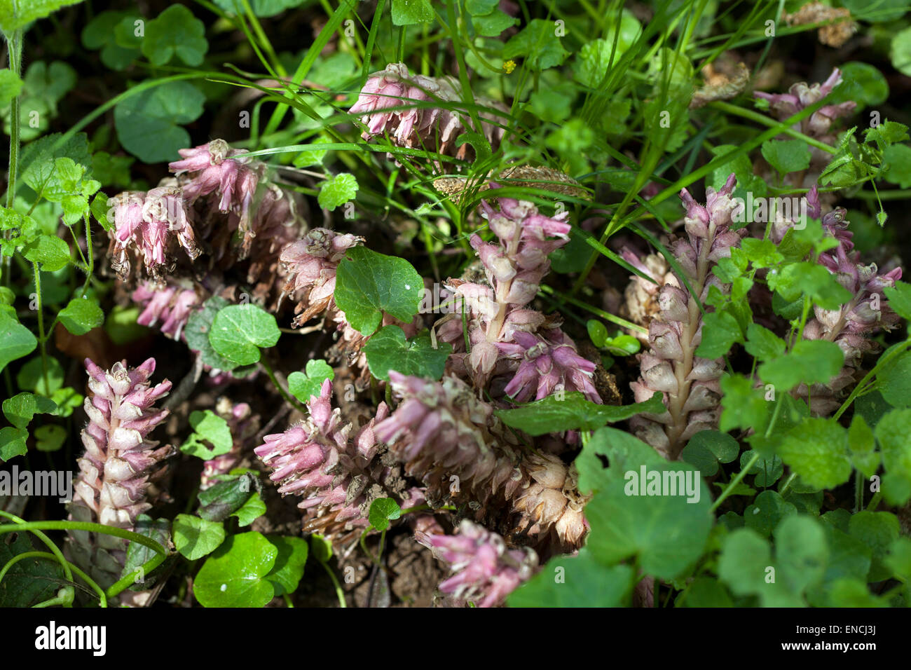 Toothwort, Lathraea squamaria blooming plant - parasite, parasitic on the roots of deciduous trees Europe widespread chlorophyll is missing Stock Photo