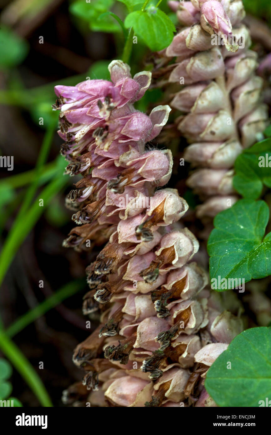 Common Toothwort, Lathraea squamaria flowering plant - parasite, parasitic on the roots of deciduous trees Europe widespread chlorophyll is missing Stock Photo