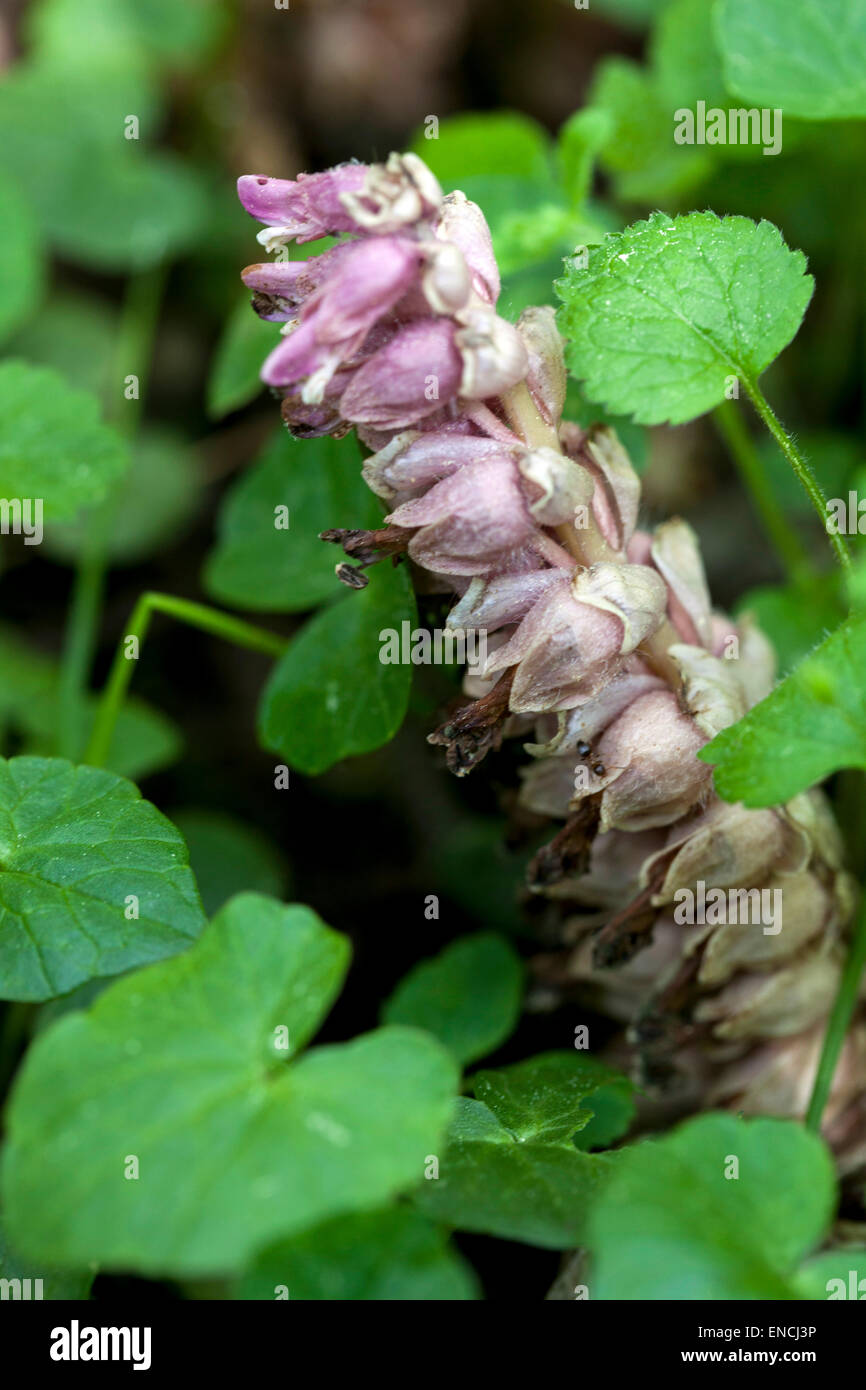 Toothwort, Lathraea squamaria flowering plant - parasite, parasitic on the roots of deciduous trees Europe widespread proto-carnivorous plant Stock Photo