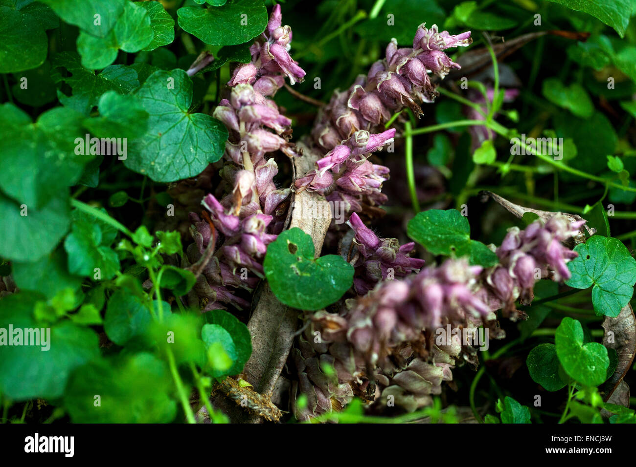 Toothwort, Lathraea squamaria flowering plant - parasite, parasitic on the roots of deciduous trees Stock Photo