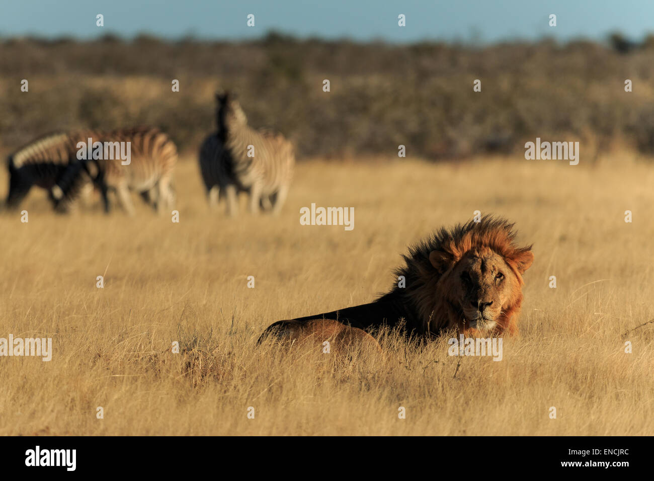 A lion resting with zebras in the background lion resting with zebras in the background. Stock Photo