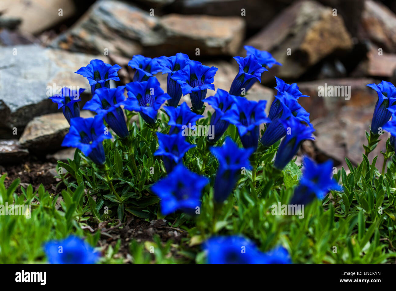 Gentiana acaulis Blue stemless Gentian grows in stones rockery garden, plant growing in rock Stock Photo