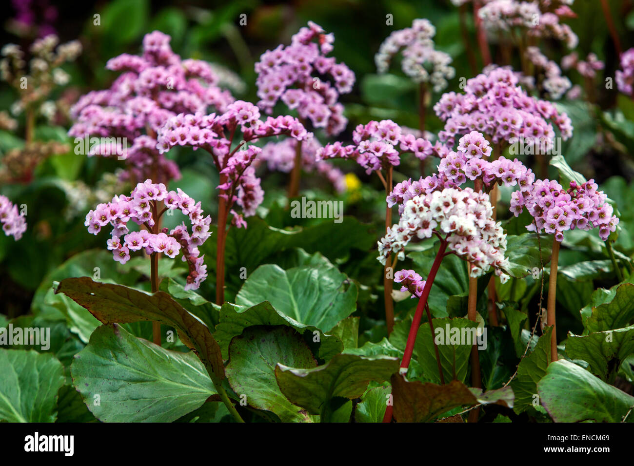 Bergenia Cordifolia Flower Stock Photo Alamy