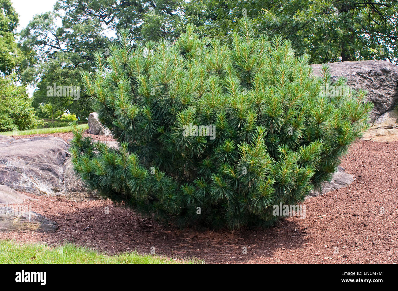Dwarf Himalayan Pine - Pinus wallichiana 'Nana' Stock Photo