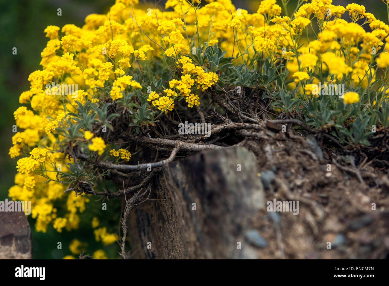 Gold dust, yellow Aurinia saxatilis on rock garden Stock Photo