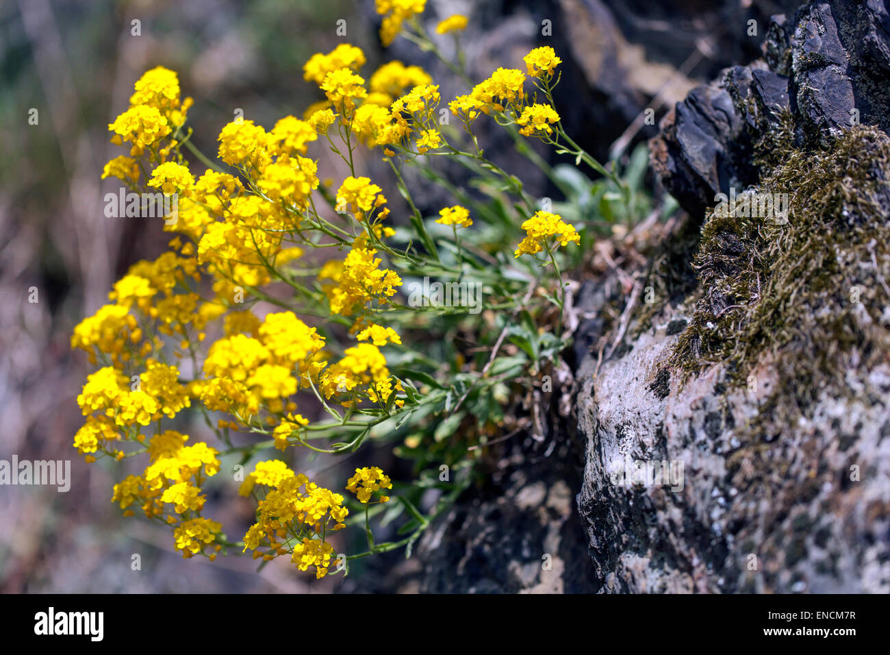 Gold dust, yellow Aurinia saxatilis on rock Yellow Alyssum Stock Photo