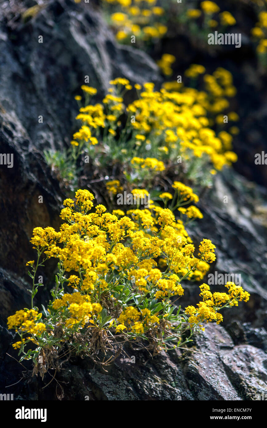 Gold dust, yellow Aurinia saxatilis on rock Stock Photo