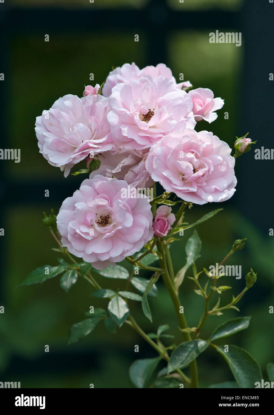 Rosa 'Bonica' Stock Photo