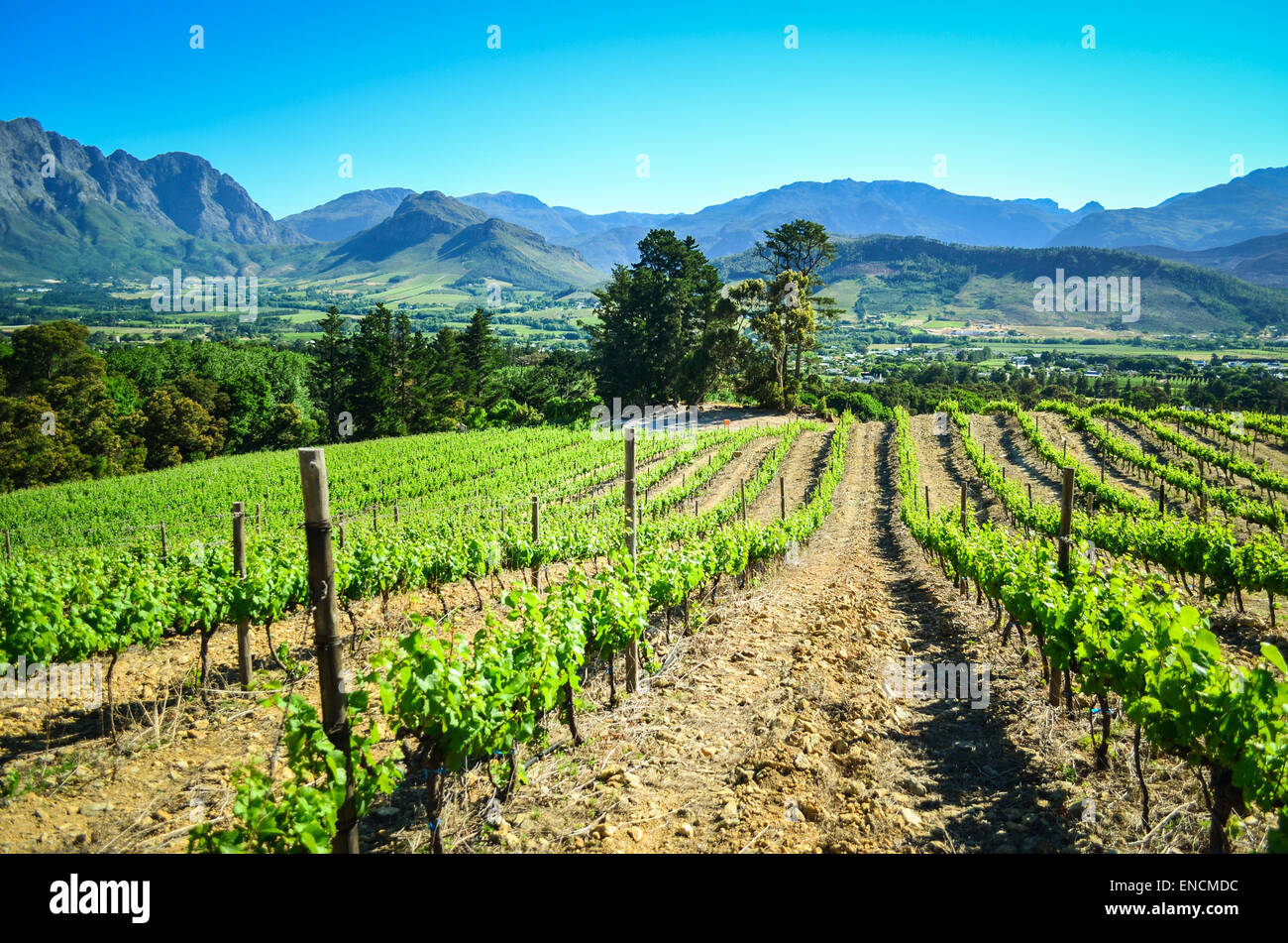 landscape-of-the-vineyards-of-franschhoek-south-africa-stock-photo-alamy