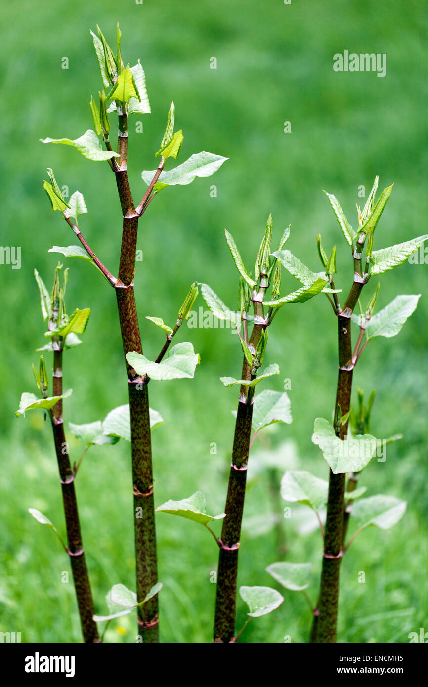 Japanese Knotweed herbaceous stems with new leaves Fallopia japonica Reynoutria japonica, young leaves, invasive plant shoots of growth Stock Photo