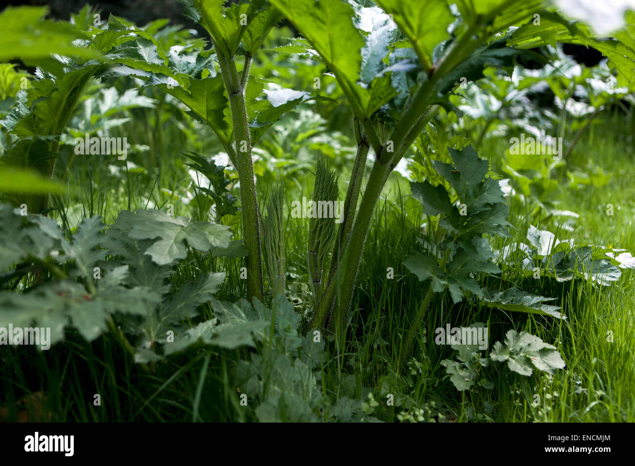 Giant hogweed Heracleum mantegazzianum Stock Photo