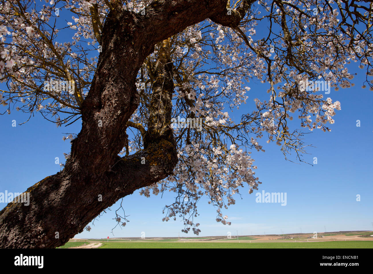 Pear tree branch in full bloom over blue sunny sky Stock Photo