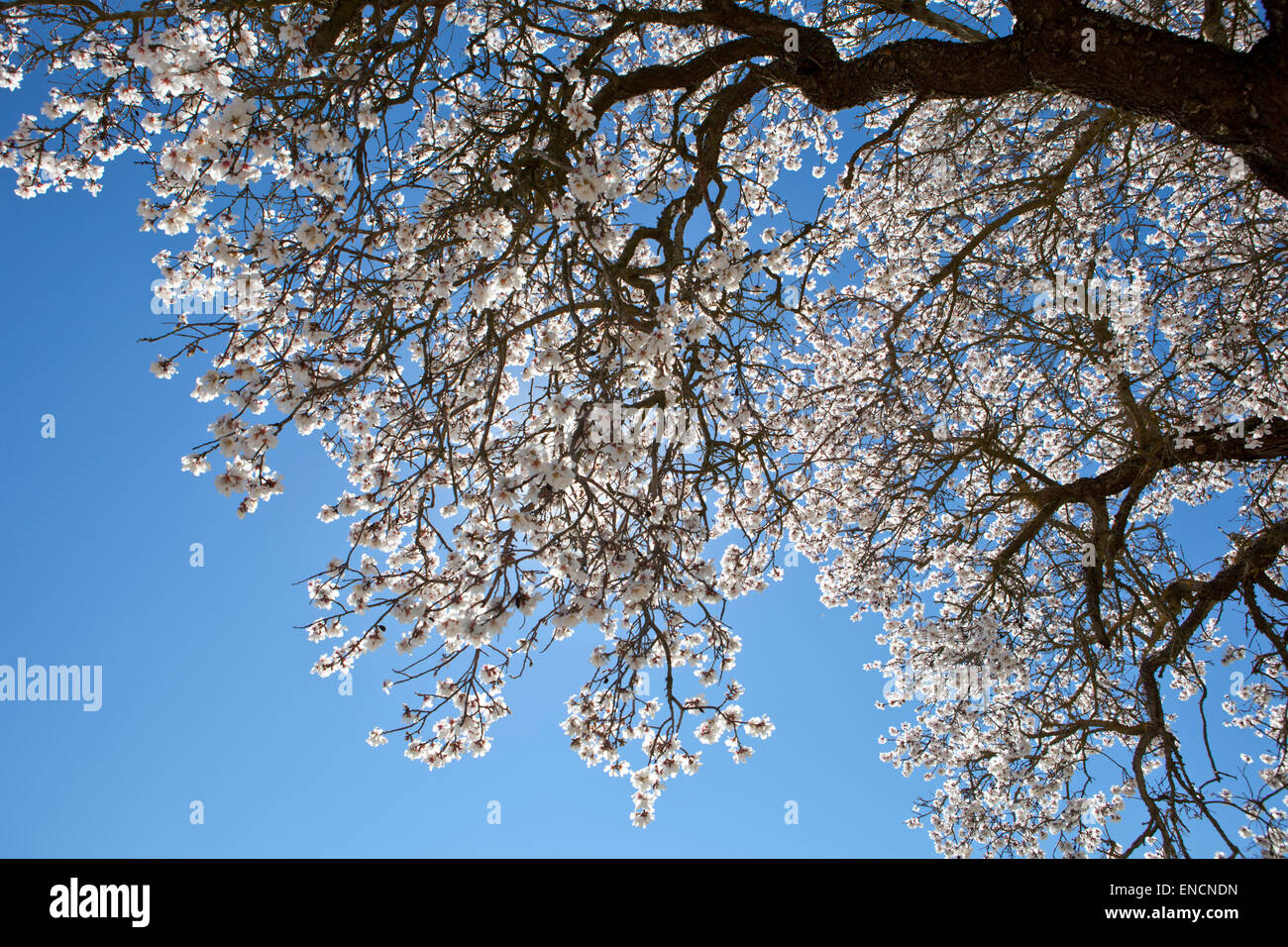 Lonely pear tree branch in full bloom over blue sunny sky Stock Photo
