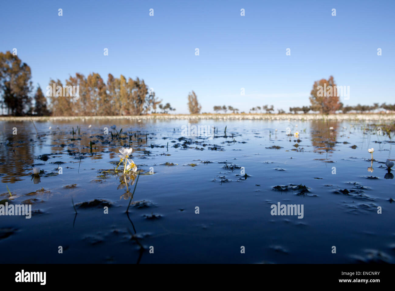 Common Water Crowfoot or ranunculus aquatilis La Albuera lake area, Extremadura, Spain Stock Photo