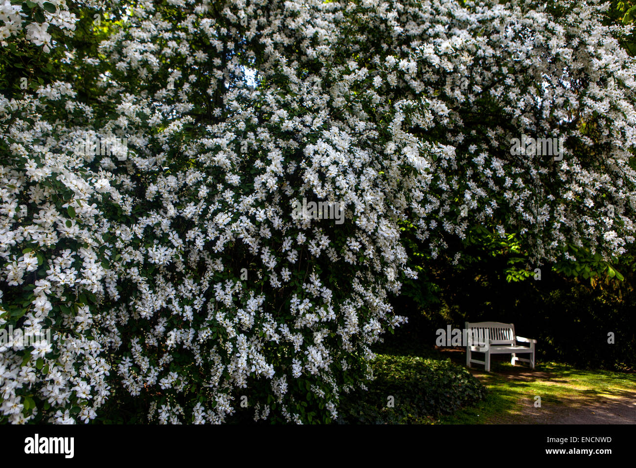 Pearl bush white blossom Exochorda albertii, white wooden bench under a flowering tree in bloom, garden bench bellow Stock Photo