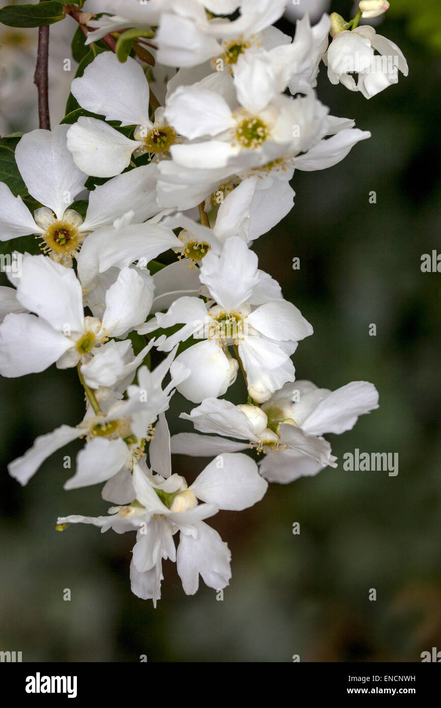 Pearl bush, Pearlbush white Exochorda albertii Stock Photo