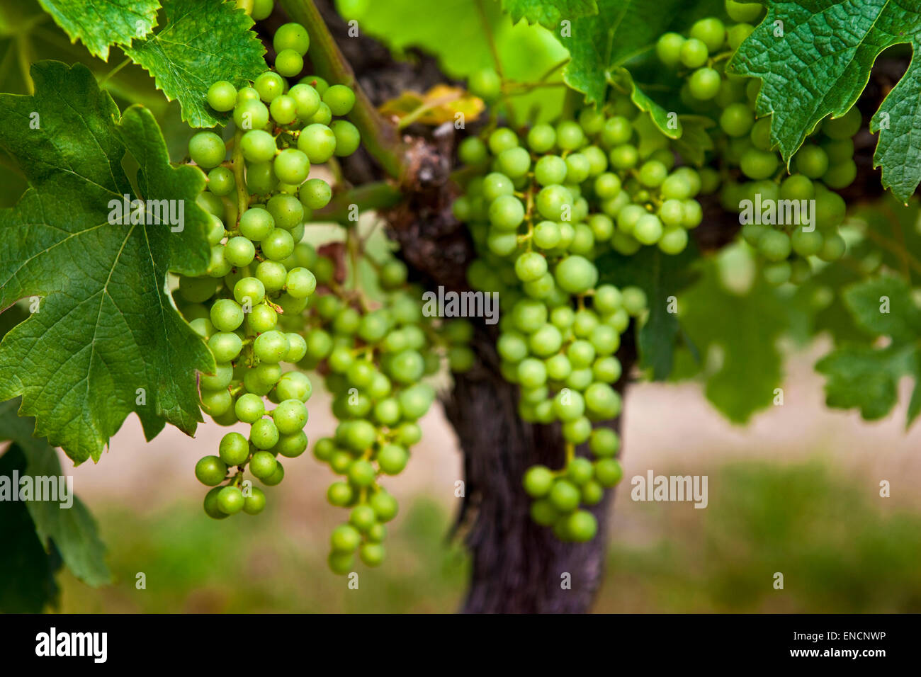 Culture leaves grapes fruit hi-res stock photography and images - Alamy