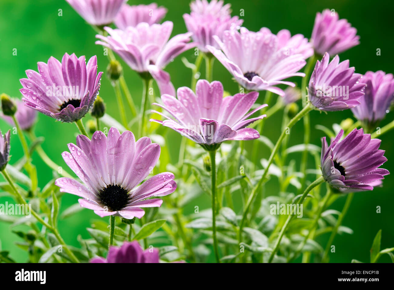 colorful daisies whose Latin name is dimorfoteca in a studio shot Stock