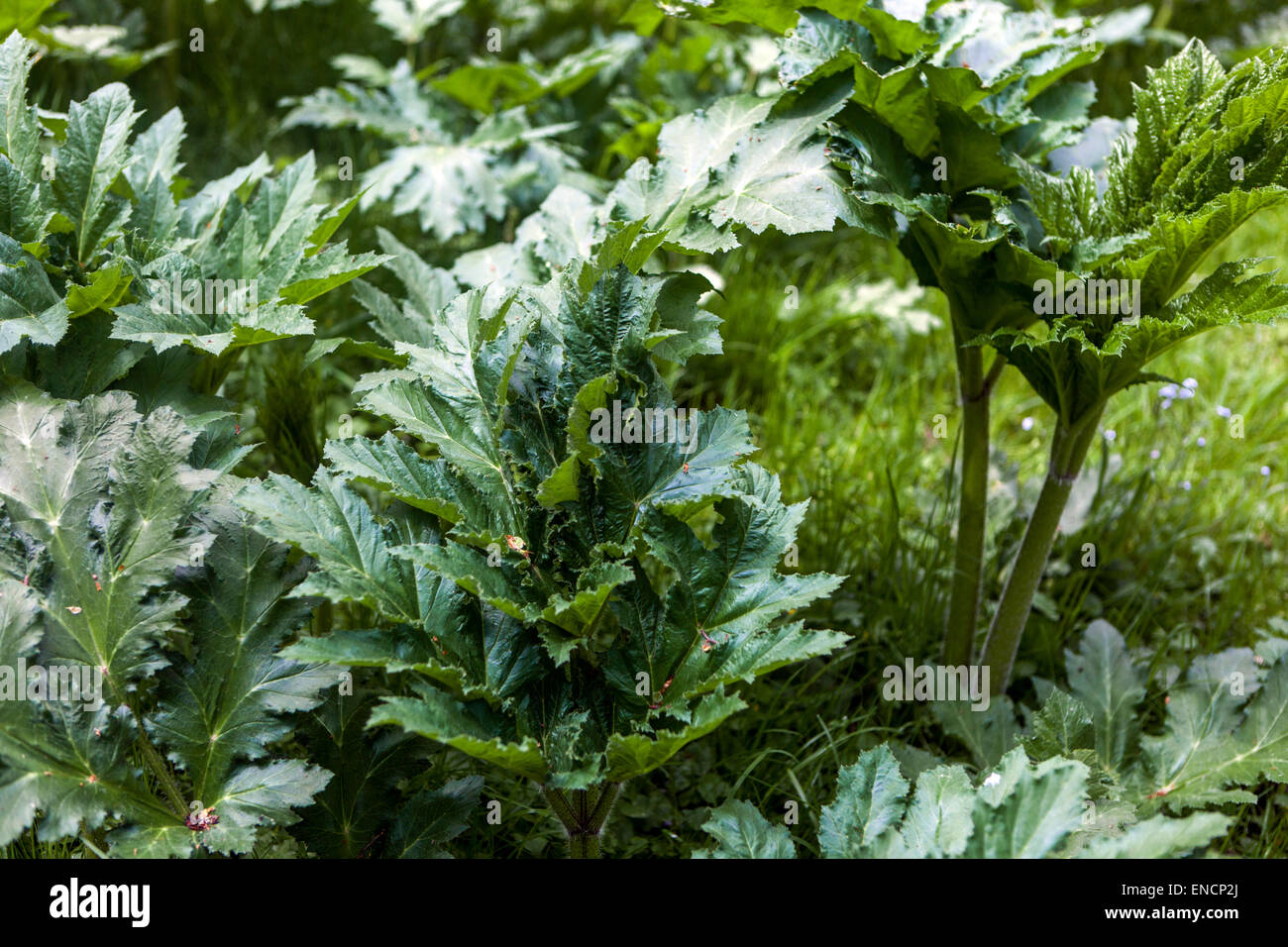 Giant hogweed Heracleum mantegazzianum Stock Photo
