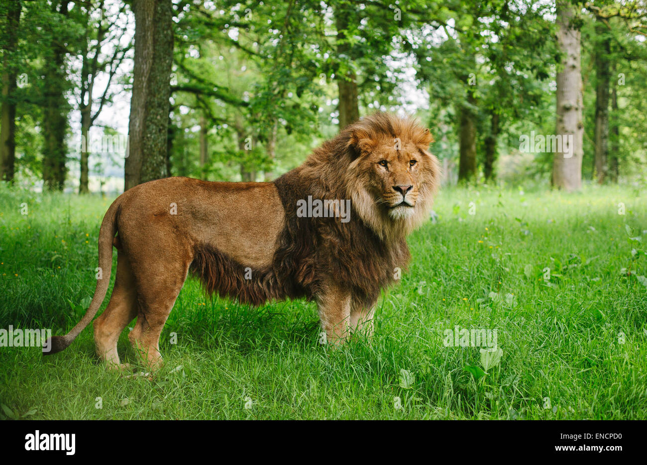 Si Creabis, Fit Redunda., [ID: An image of Aslan the lion, who