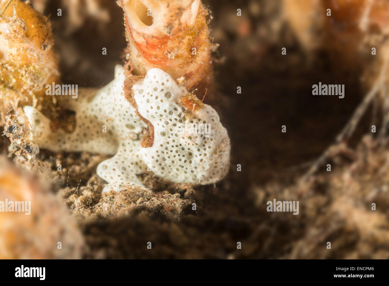 Baby painted frogfish on the ocean floor Stock Photo