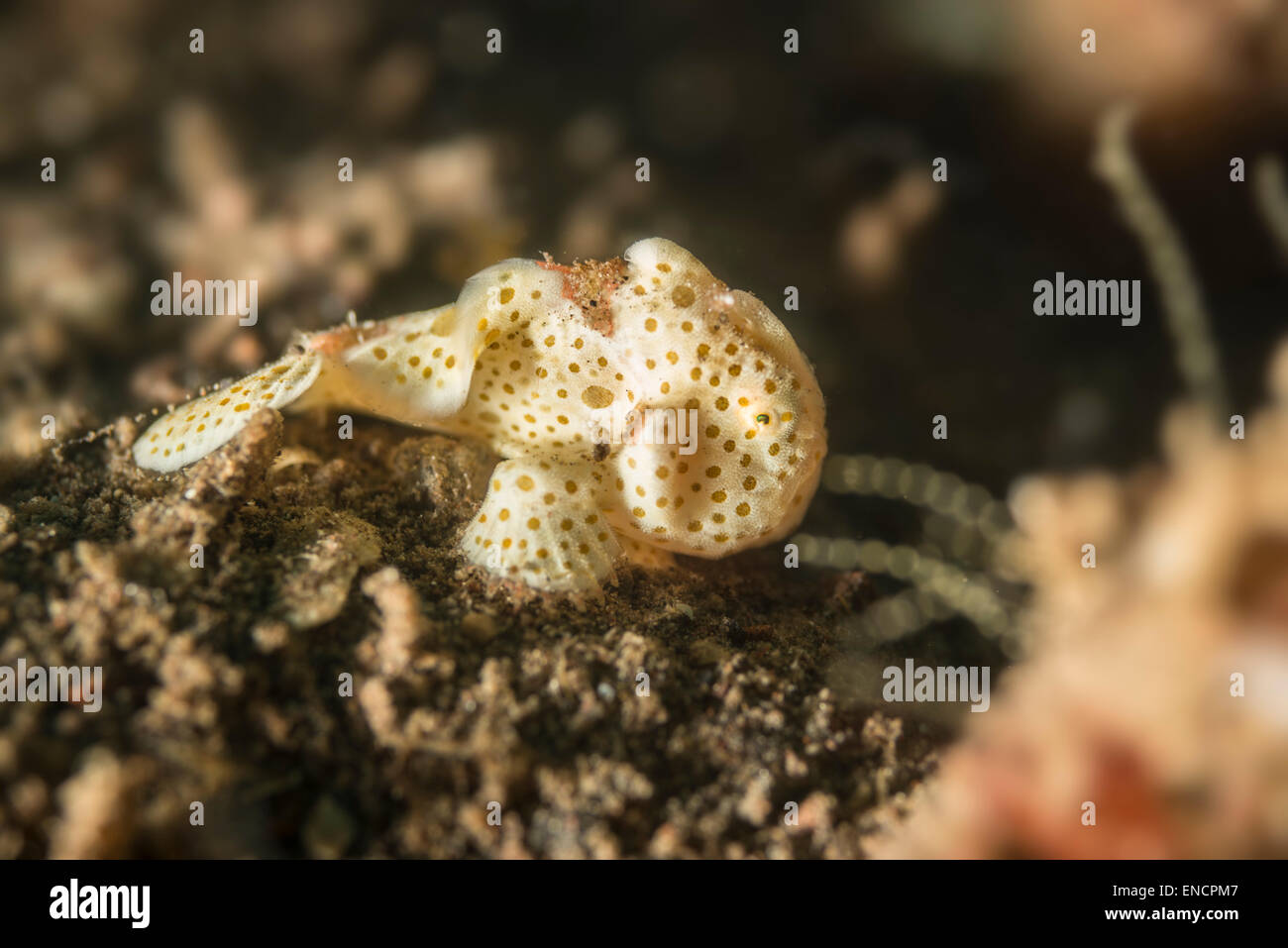 Baby painted frogfish on the ocean floor Stock Photo