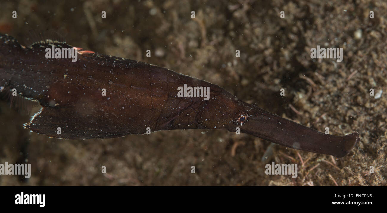 Robust ghost pipefish on the sea bottom Stock Photo