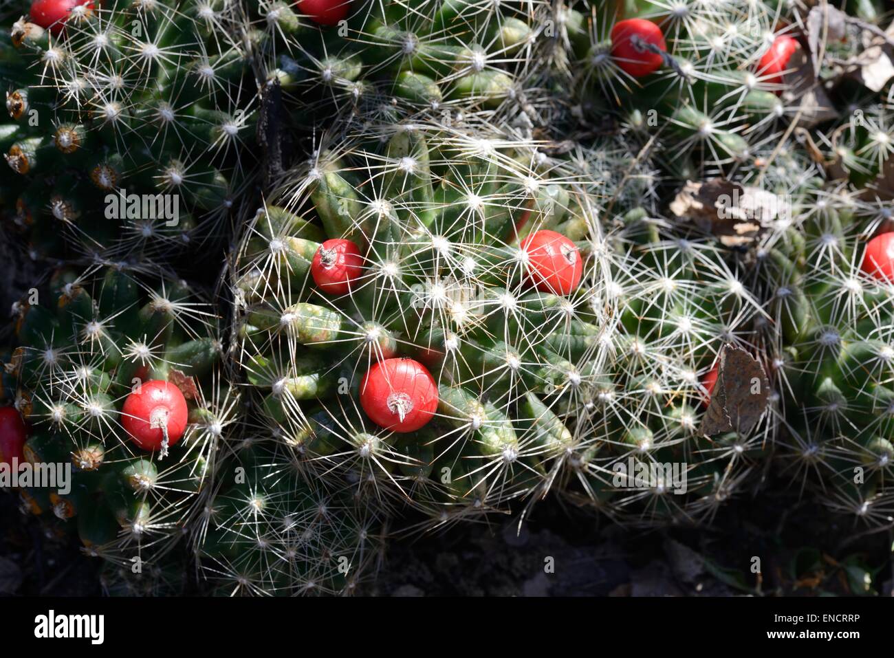 Plains Nipple Cactus Stock Photo
