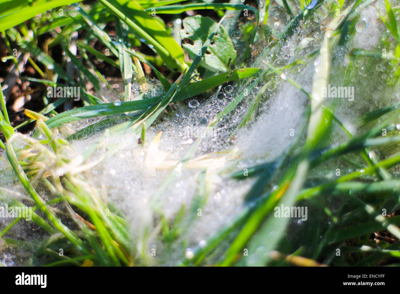 morning dew over silkworm silk in grass Stock Photo