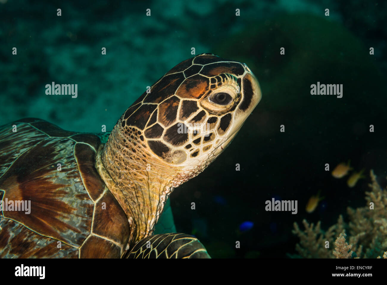 Hawksbill turtle on a coral bush Stock Photo