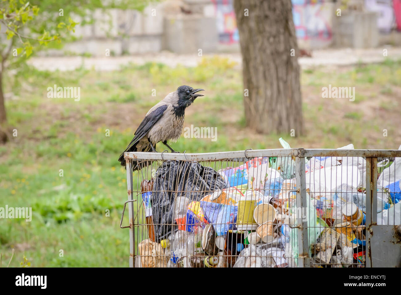 A Hooded crow is looking for food in the dump. Stock Photo
