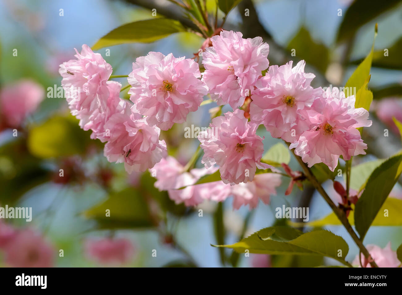 Nice pink Cherry Blossom flowers under the warm spring sun Stock Photo ...