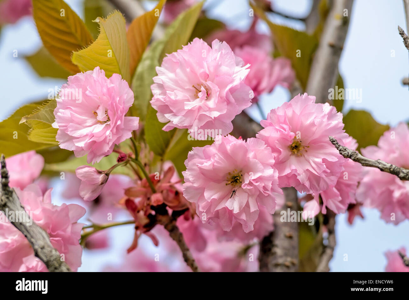 Nice pink Cherry Blossom flowers under the warm spring sun Stock Photo ...