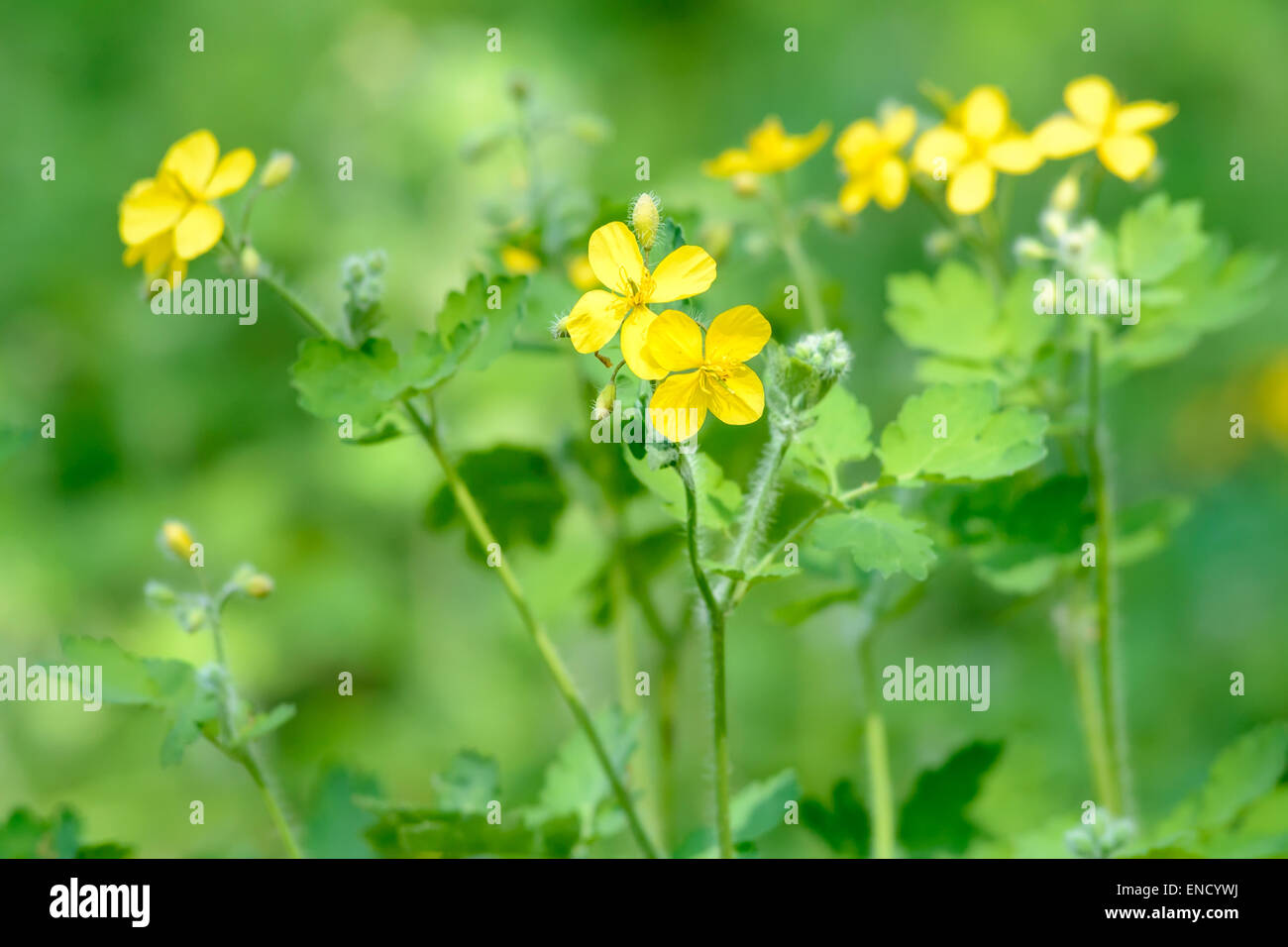 Yellow Chelidonium flowers at the edge of the forest Stock Photo