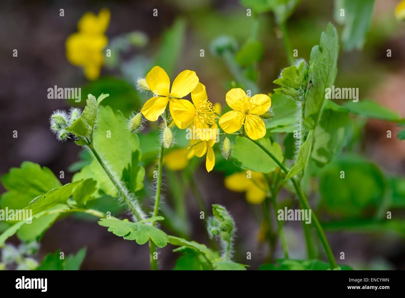 Yellow Chelidonium flowers at the edge of the forest Stock Photo