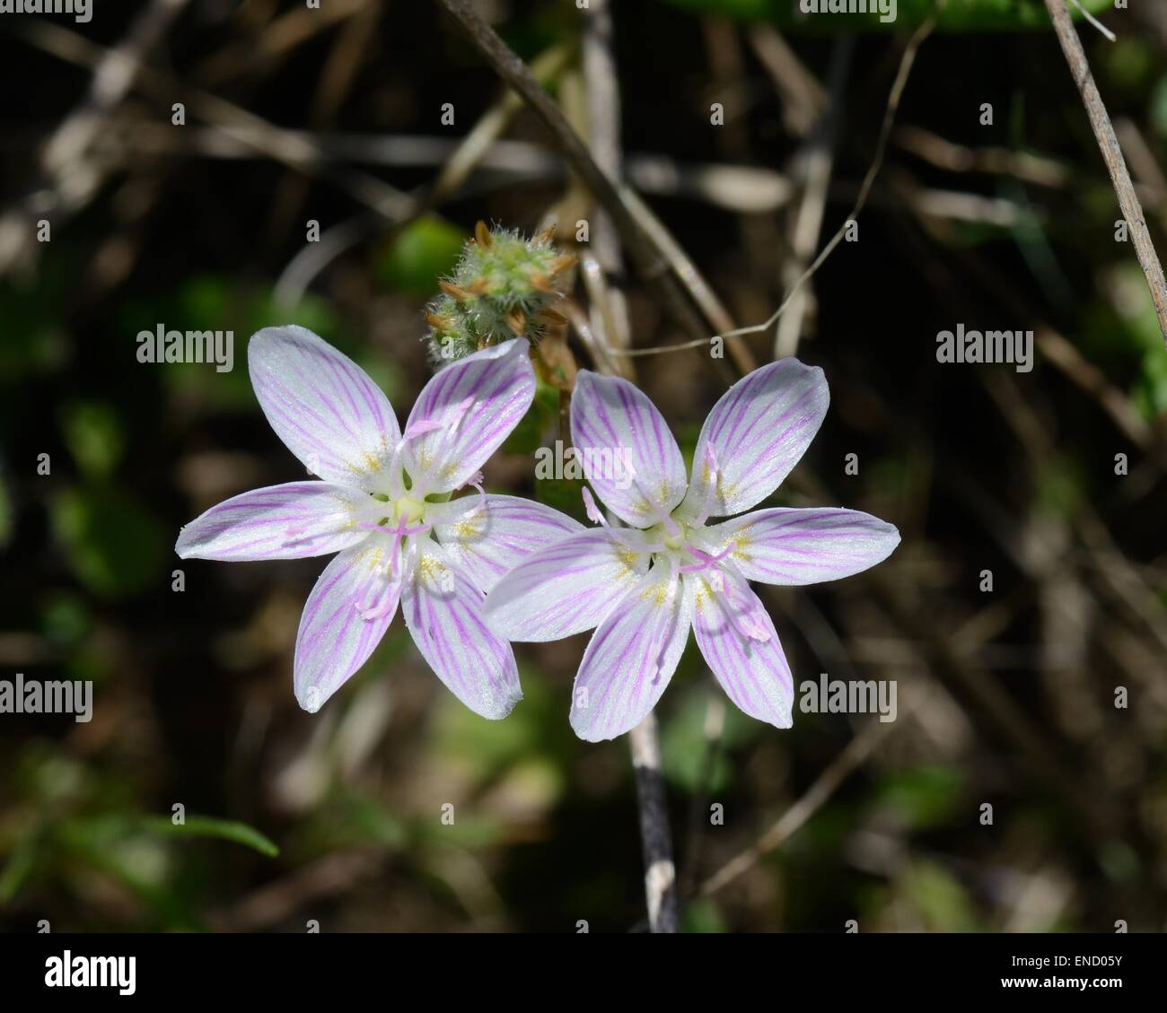 Spring Beauty flower Stock Photo