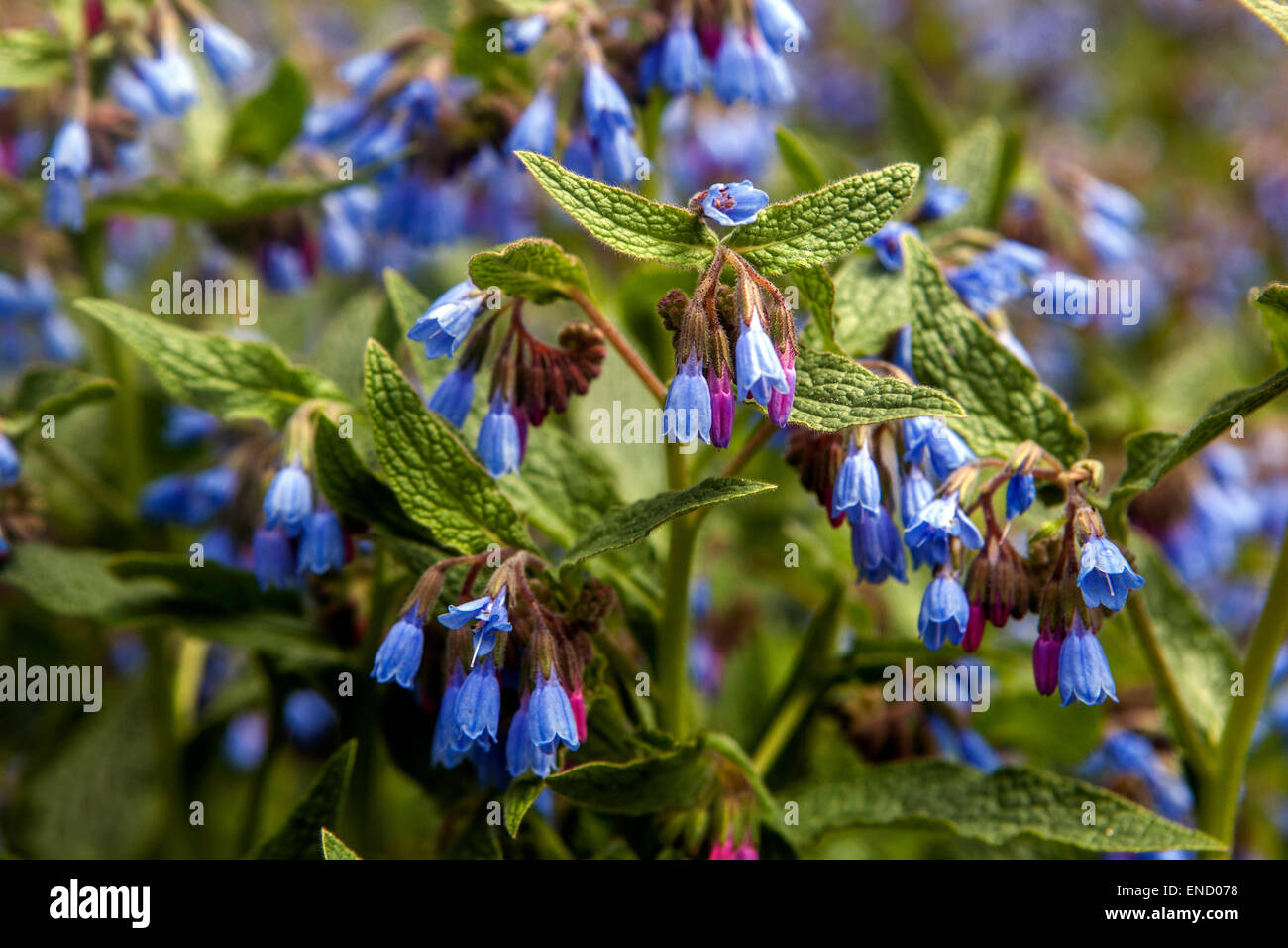 Symphytum caucasicum, Beinwell, Blue Comfrey, Caucasian Comfrey Stock Photo