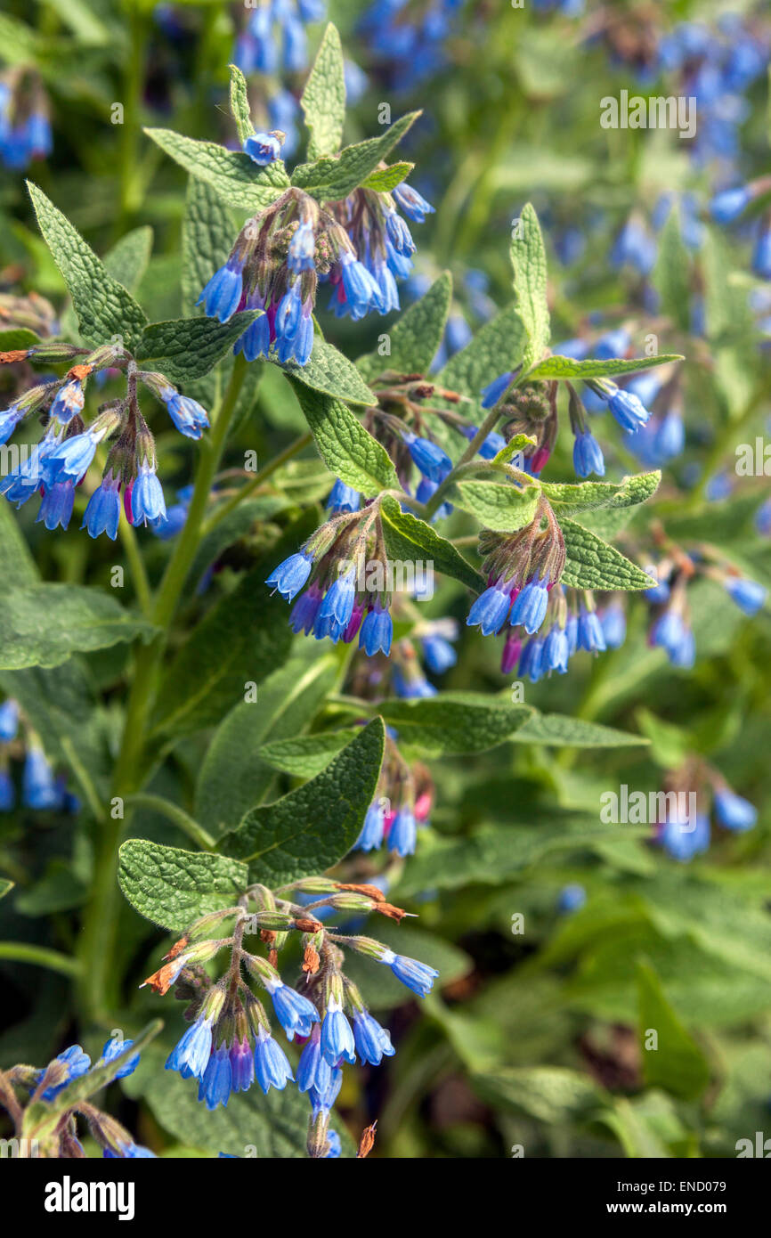 Symphytum caucasicum, Beinwell, Blue Comfrey, Caucasian Comfrey Stock Photo