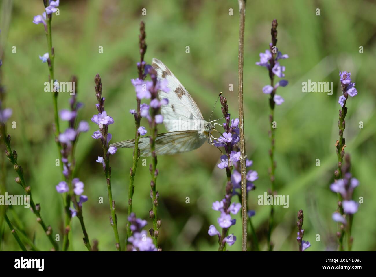 Texas vervain with Checkered White butterfly Stock Photo