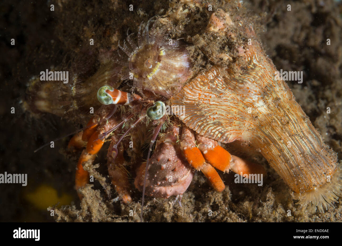 Portrait of a hermit crab Stock Photo - Alamy