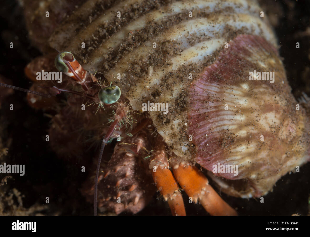 Close-up of a hermit crab Stock Photo - Alamy