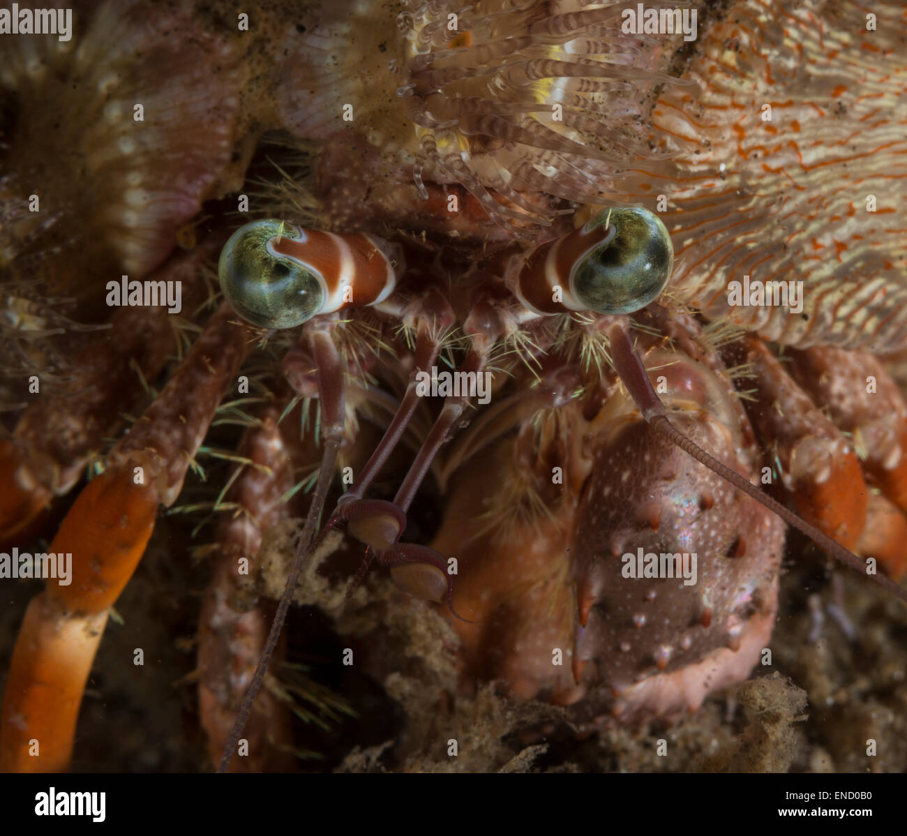 Portrait of a hermit crab Stock Photo - Alamy
