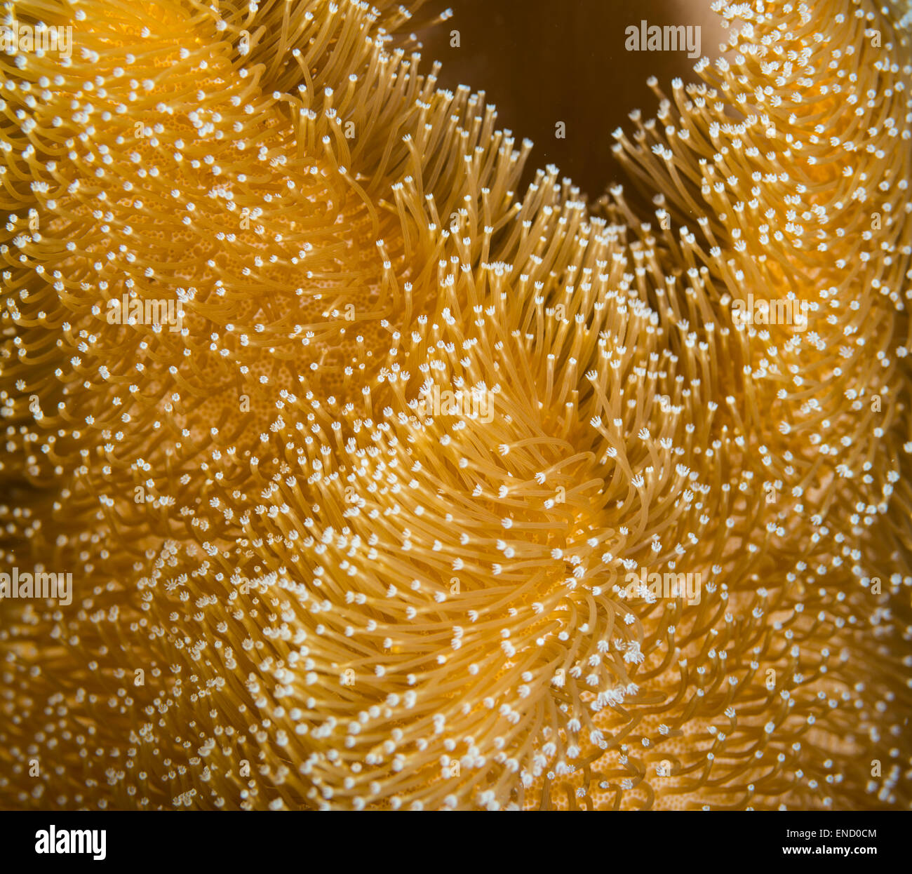 Abstract of a yellow leather coral Stock Photo